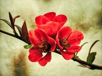 Trio of Nature - Three Blossoms in Harmony