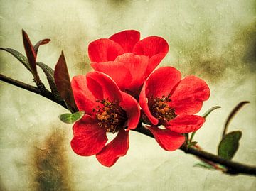 Drie rode bloemen op de tak van Max Steinwald
