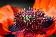Papaver (Klaproos) van Rob Boon thumbnail