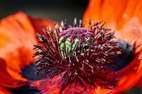 Poppy (Poppy)
