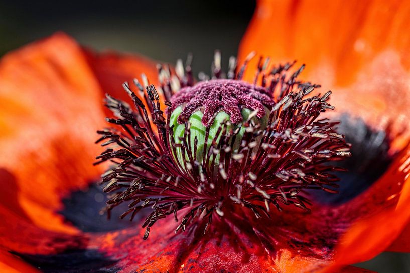 Papaver (Klaproos) van Rob Boon