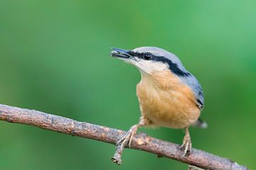 Kleiber (Sitta europaea) von Dirk Rüter