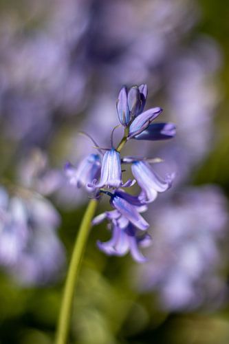 Close-up of purple Grassbells