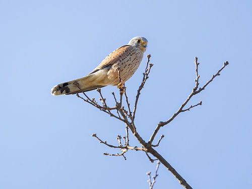A male kestrel foraging for food