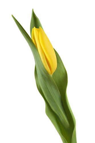Gele Tulp tegen een witte achtergrond