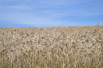 Grain field in Luxembourg by Paul van Baardwijk