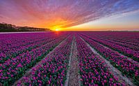 Tulpen op Texel. van Justin Sinner Pictures ( Fotograaf op Texel) thumbnail