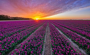 Des tulipes sur Texel.