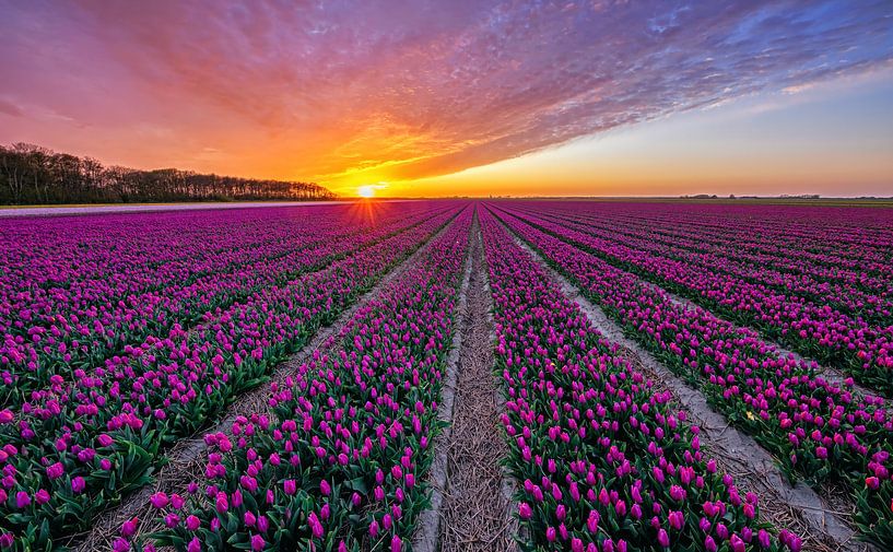 Tulpen op Texel. van Justin Sinner Photography ( Fotograaf op Texel)