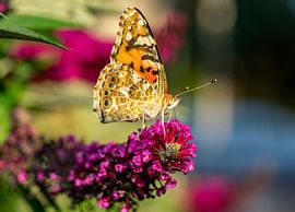 Thistle butterfly on a summer lilac in the garden by Animaflora PicsStock