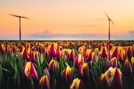 Tulips and Wind Turbines by rosstek ®