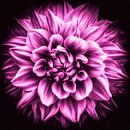 Makro Blüte einer Dahlie in pink von Dieter Walther Miniaturansicht