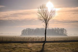 sonniger Baum auf dem Lande