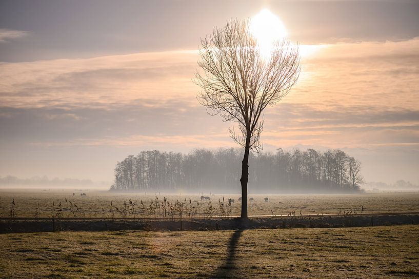 sunny tree in the countryside by Tania Perneel