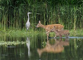 Deer with young and heron by Loek Lobel
