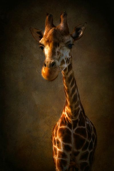 Giraf van Claudia Moeckel