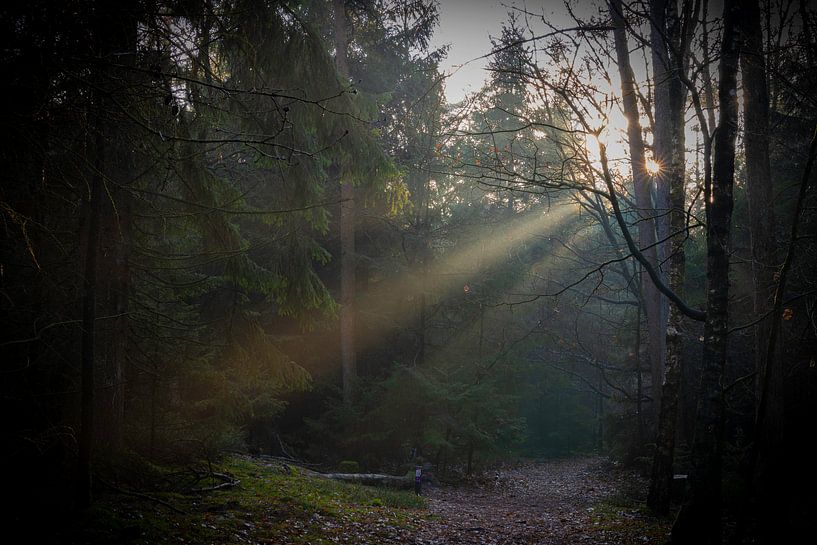 It's magic van Johan Mooibroek