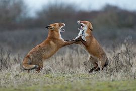 streitende Füchse... Rotfüchse *Vulpes vulpes* von wunderbare Erde