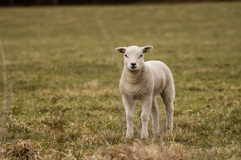 Lamb by Koos de Vries
