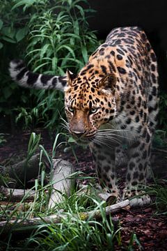 ein gefährlicher, seltener fernöstlicher Leopard kommt aus dem Wald, hellgrün von Michael Semenov