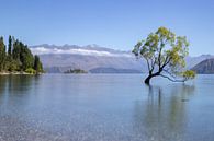 Magische boom, Lake Wanaka van Willem Vernes thumbnail