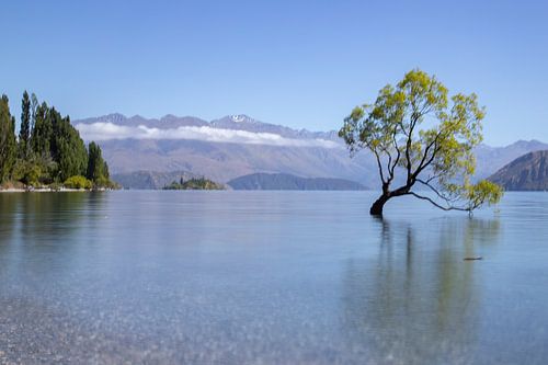 Magische boom, Lake Wanaka