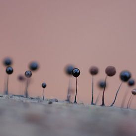 Wundersame Reihe von Angelique Raaijmakers