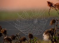Spinnenweb