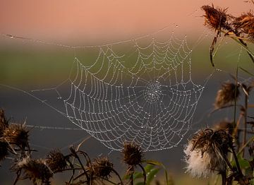 Spinnenweb van emmipics