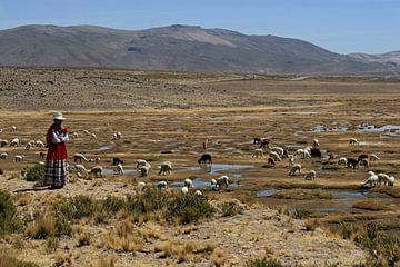 Peruaanse vrouw met lama's en alpaca's van Gert-Jan Siesling