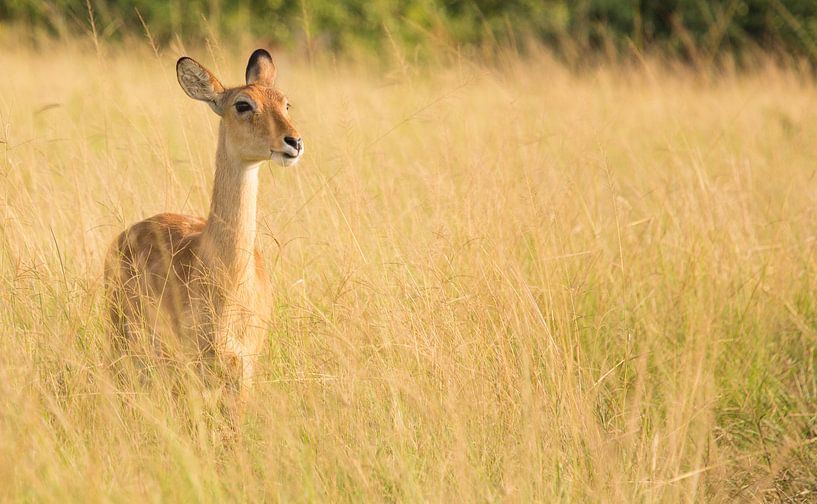 nature by Marieke Vroom