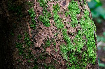 Bark and moss by Niek Traas