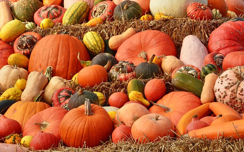 bunte Kürbisvielfalt van Edgar Schermaul