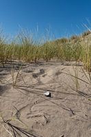 Schelp in het zand