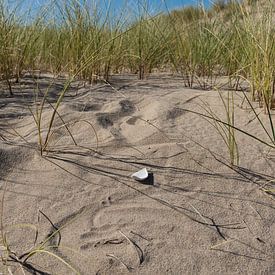 Une coquille dans le sable sur Pictures Palumbo