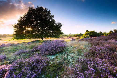 Eikeboom op heideveld in nederland met zonsondergang