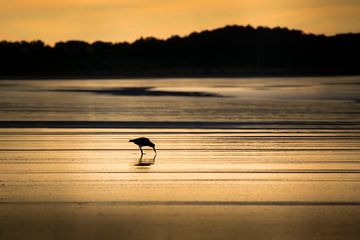 Côte d'or sur Rob van der Wal