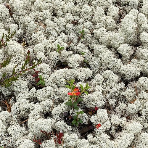 Farbe im Rentiermoos