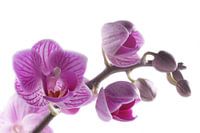 close-up paarse orchidee