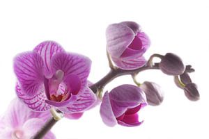 close-up paarse orchidee sur Saskia Bon