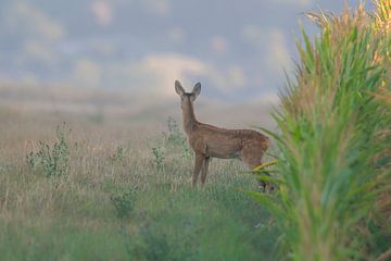 young deer standing on meadow near corn field in the morning by Mario Plechaty Photography