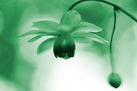 Lantaarntje met spinnetje groen  vintage by Sascha van Dam