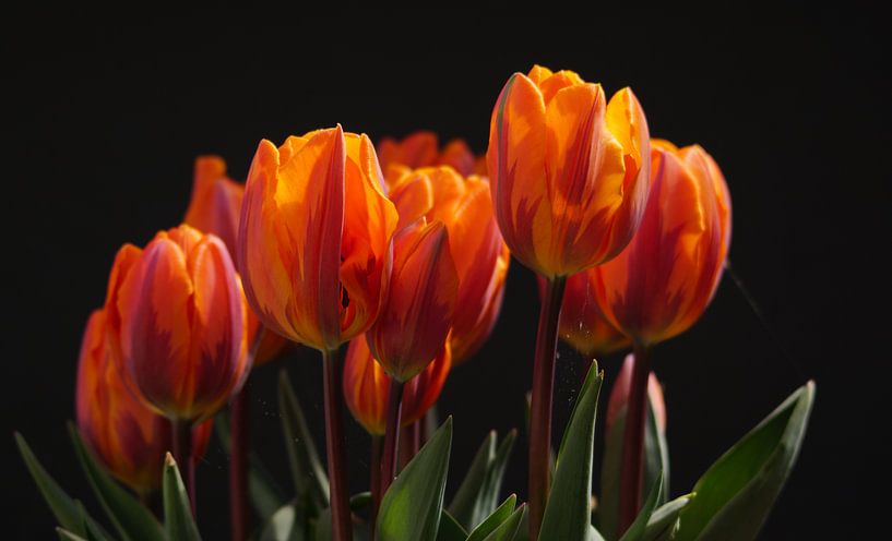 Tulpen, rood-geel von Kees Rustenhoven