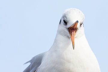 Kokmeeuw in Arnhem van Danny Slijfer Natuurfotografie