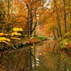 Herfst op landgoed Elswout van KCleBlanc Photography
