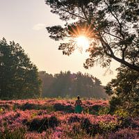 Purple Heath