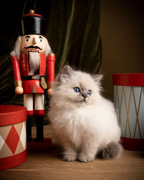 Chat Ragdoll, chaton, assis dans un décor de Noël avec des cadeaux et un casse-noisette par Leoniek van der Vliet