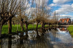 Weiden entlang des Wassers in der Nähe des Bauernhofs