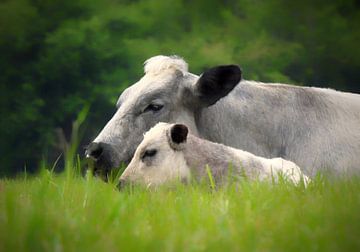 Kuh mit Kalb von Maickel Dedeken