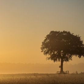 douce gloire matinale en pleine gloire sur ina van zandwijk